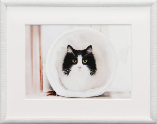 Photo of a white custom framed photograph of a cat Duncan frame
